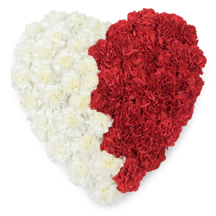 A striking aerial view of a large heart fashioned entirely from fresh carnations, its surface divided vertically into two distinct colour fields against a pure white background. The left half is a carpet of creamy white carnations whose ruffled petals fold into one another, creating a soft, multidimensional texture; the right half is a dense expanse of deep red carnations, their layered, crinkled petals catching light and forming a luxuriant, velour-like plane. Where the two halves meet, the boundary is markedly serrated - a jagged, saw-tooth line with a precise rhythm of triangular points that gives the heart a bold, geometric silhouette reminiscent of certain national emblems. Close inspection reveals the individuality of each bloom: the frilled petal edges, the compact rosette centres, and the subtle shadows between clusters that add depth and volume. The composition reads as both a personal declaration of love and a formal statement of national identity, appropriate for commemorative events, national day displays, or diplomatic receptions. Locally, I imagine this placed in a civic setting not far from Harold Wood Park or at a remembrance gathering around Station Road, where neighbours from Gidea Park and Romford might gather. The craftsmanship is evident in the tight packing and clean outline, a labour of care that transforms simple carnations into a powerful, emotive emblem.