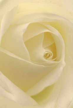 Captured in this intimate Harold Wood portrait, the essence of a white rose reveals itself in a swirl of ivory petals drawn inward with perfect harmony. Each velvet layer is nearly translucent, inviting gentle caresses of the imagination, as diffused light from the nearby Station Road glides across subtle cream and pale lemon touches. There isn't a single harsh line-only smooth transitions and a composition that evokes the serene calm before celebration, just like a quiet moment before a family gathering or an anniversary here in Harold Wood. The timeless elegance of the rose's form is rendered in exquisite detail, each fold suggesting unwavering beauty that endures. There's a sense of peace and comfort, as if the room is softly perfumed with a barely-there floral fragrance, a frequent signature of Harold Wood's finest florists. This beautiful bloom becomes a graceful token-woven into bouquets meant to convey love, solace, or the quiet joy of a thoughtful gesture.